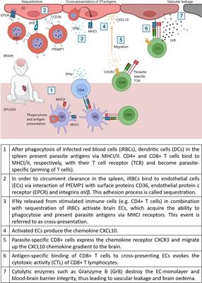 Cerebral Malaria: Current Clinical and Immunological Aspects